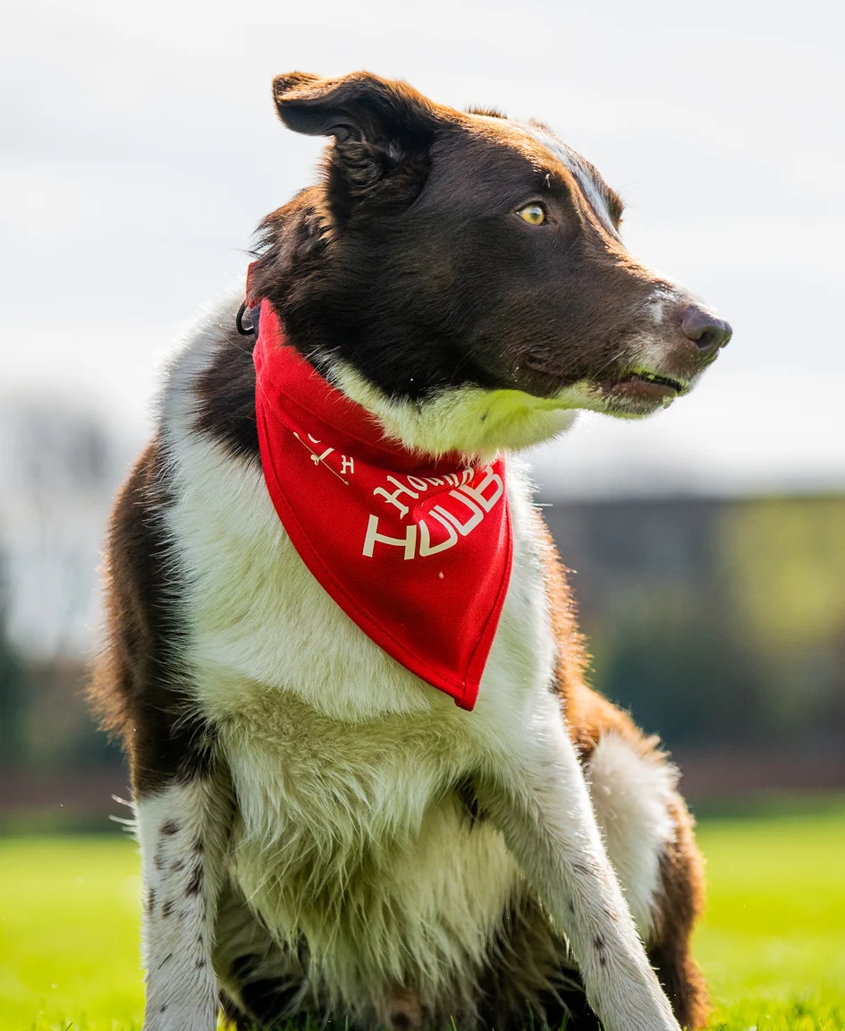 Pet Bandana - Hounds Of HUUB - Image 3