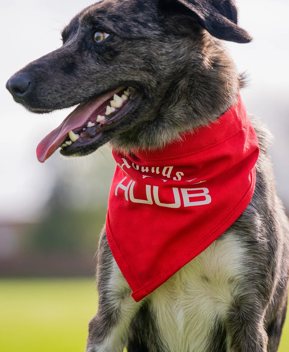 Pet Bandana - Hounds Of HUUB - Image 4