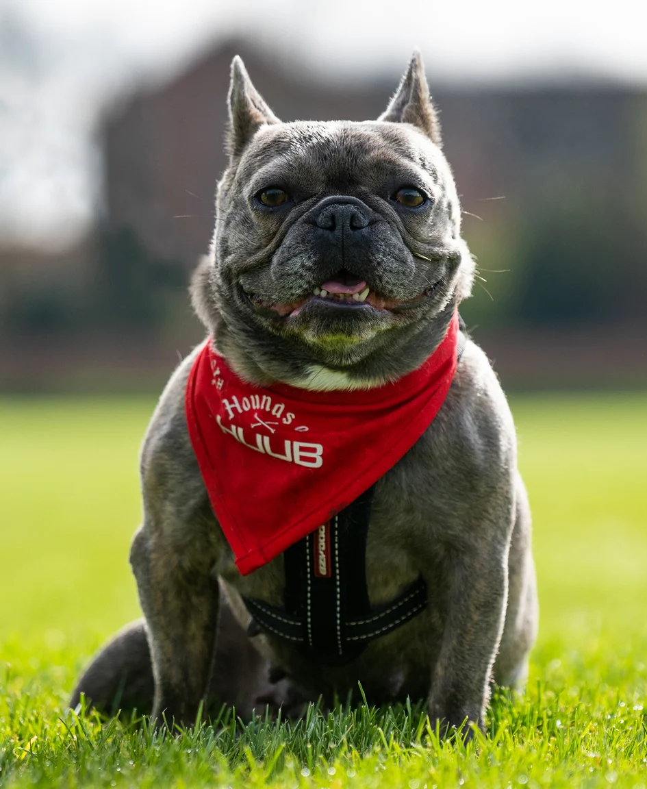 Pet Bandana - Hounds Of HUUB - Image 5