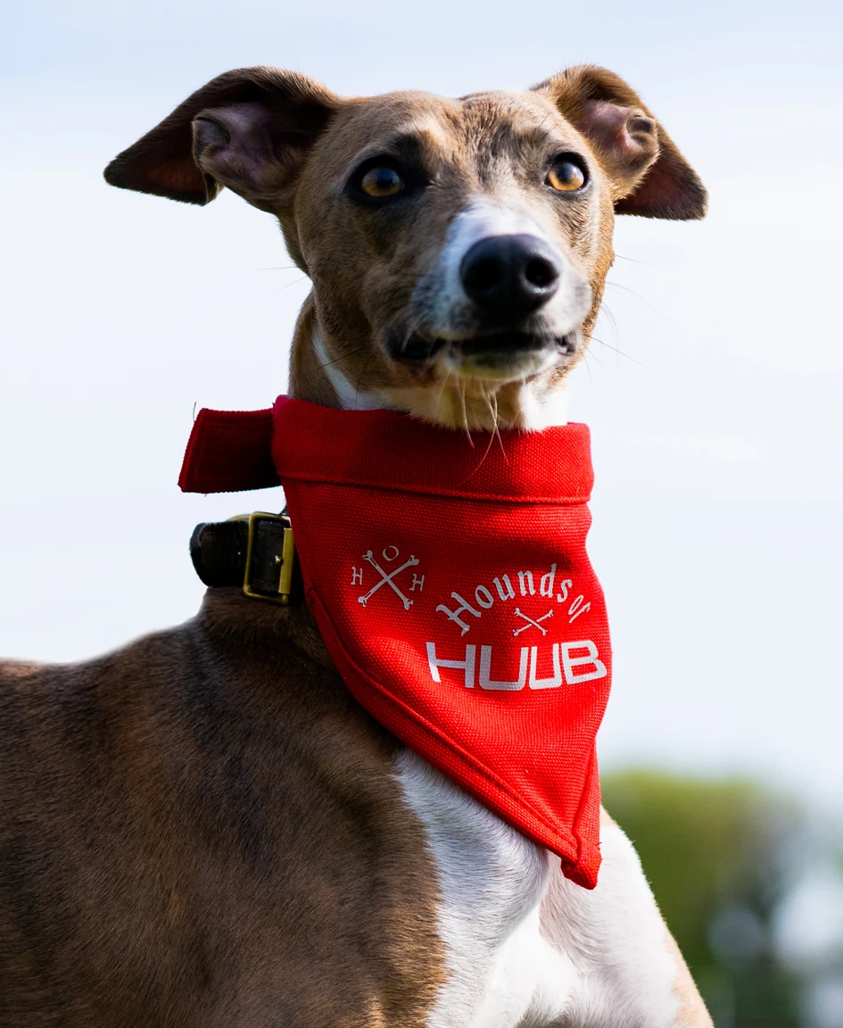 Pet Bandana - Hounds Of HUUB - Image 6