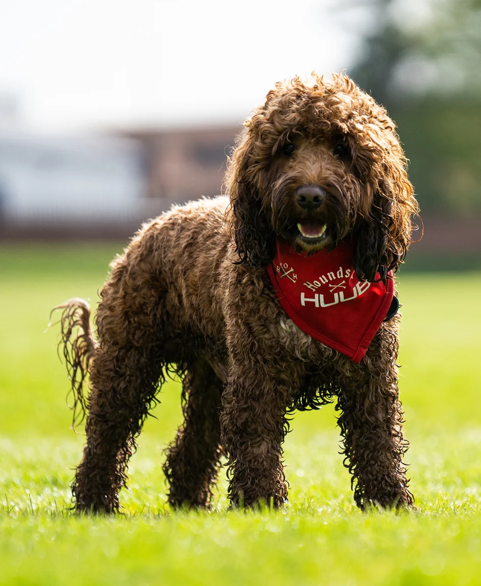 Pet Bandana - Hounds Of HUUB - Image 7